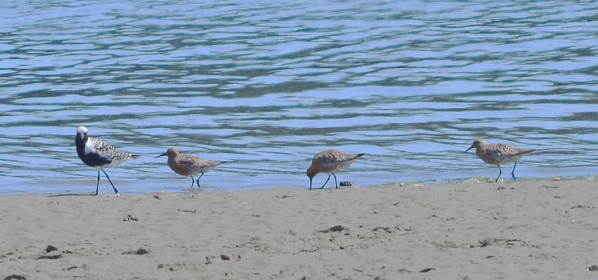 Red Knot - ML618744026