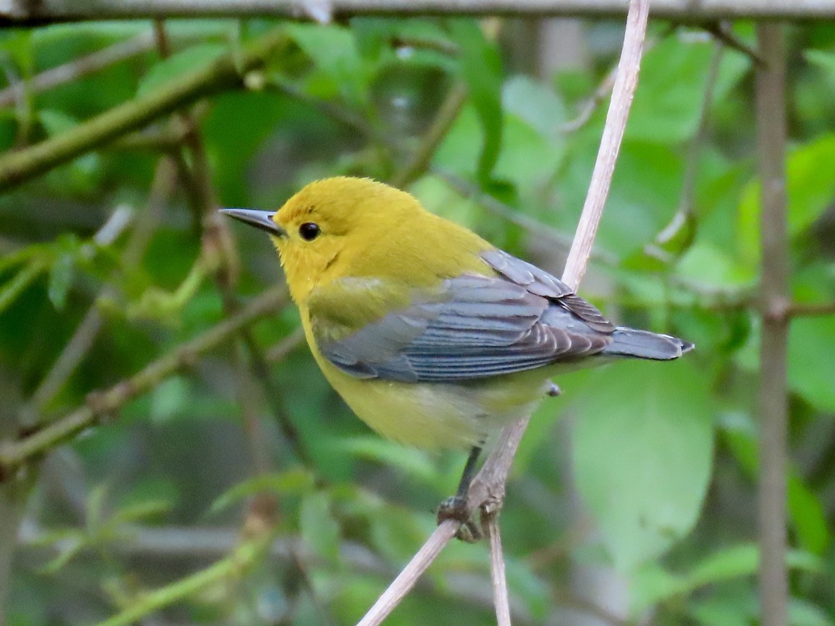 Prothonotary Warbler - ML618744033