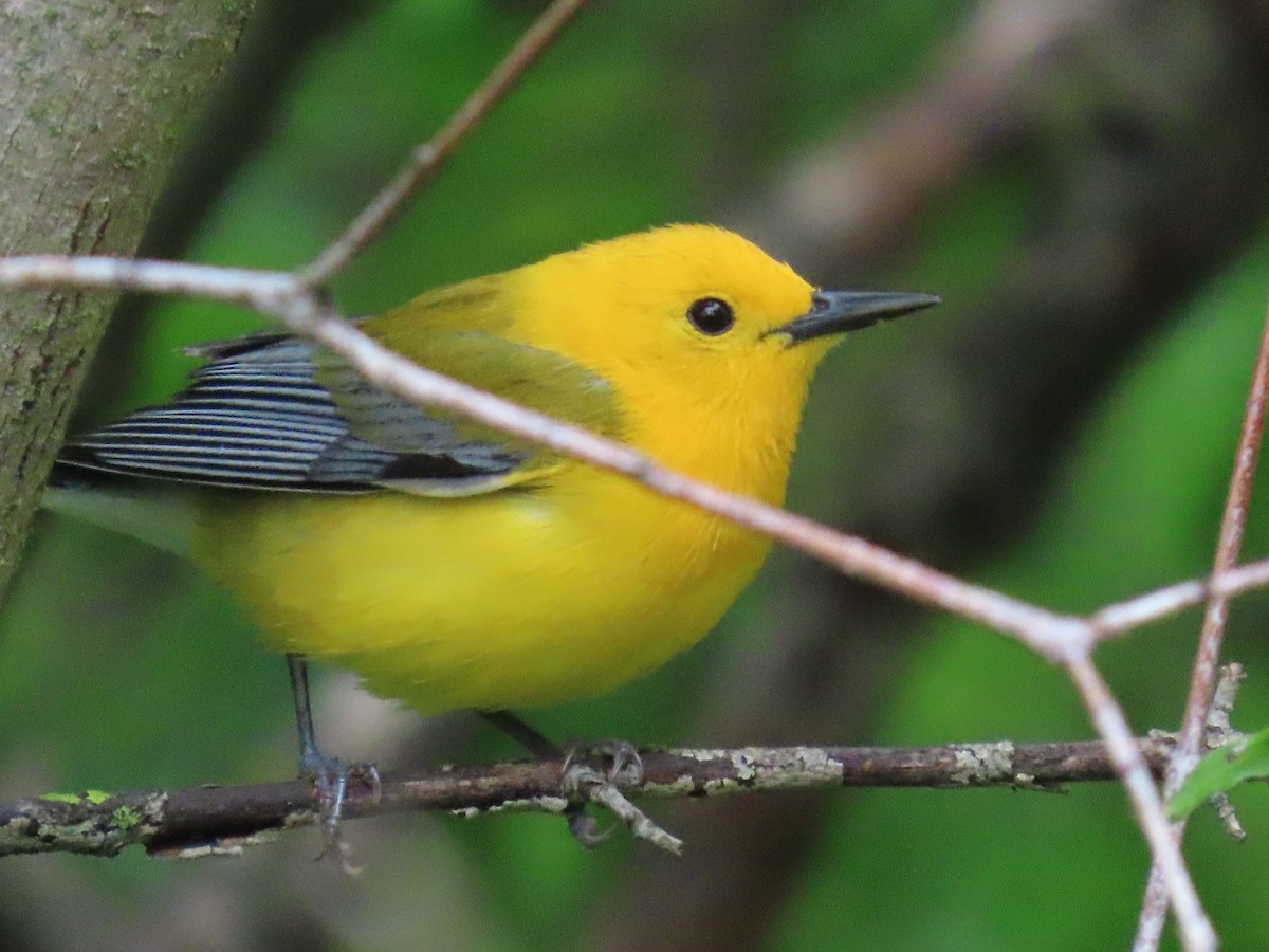 Prothonotary Warbler - ML618744034