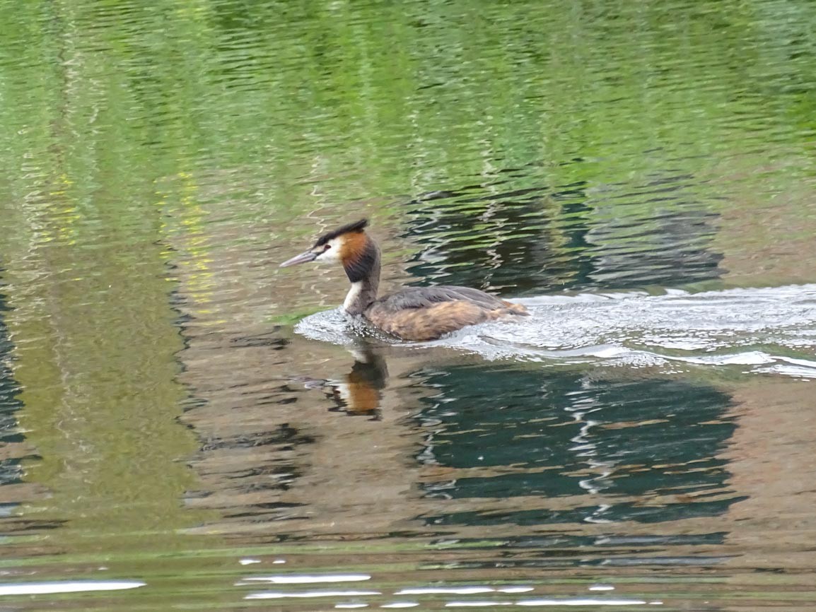 Great Crested Grebe - ML618744104