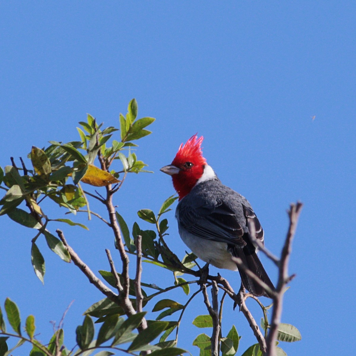 Red-crested Cardinal - ML618744169
