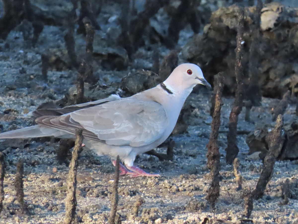 Eurasian Collared-Dove - ML618744186