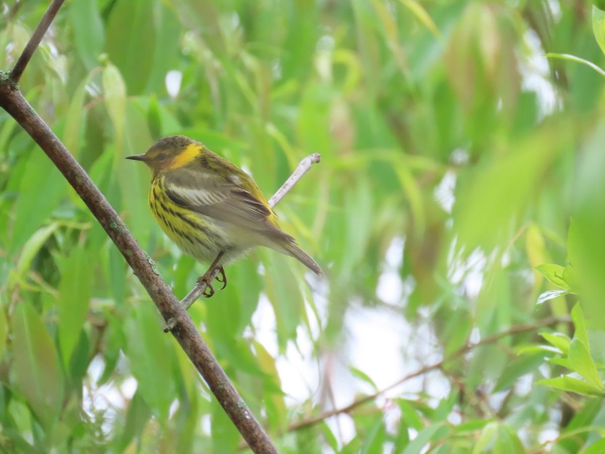 Cape May Warbler - ML618744195