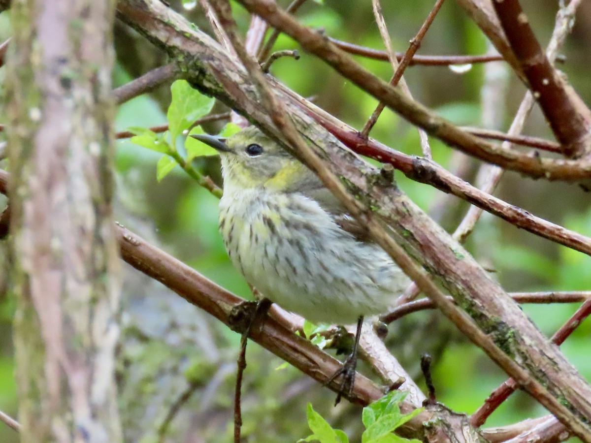 Cape May Warbler - ML618744196