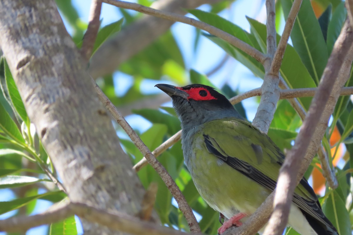 Australasian Figbird - ML618744232