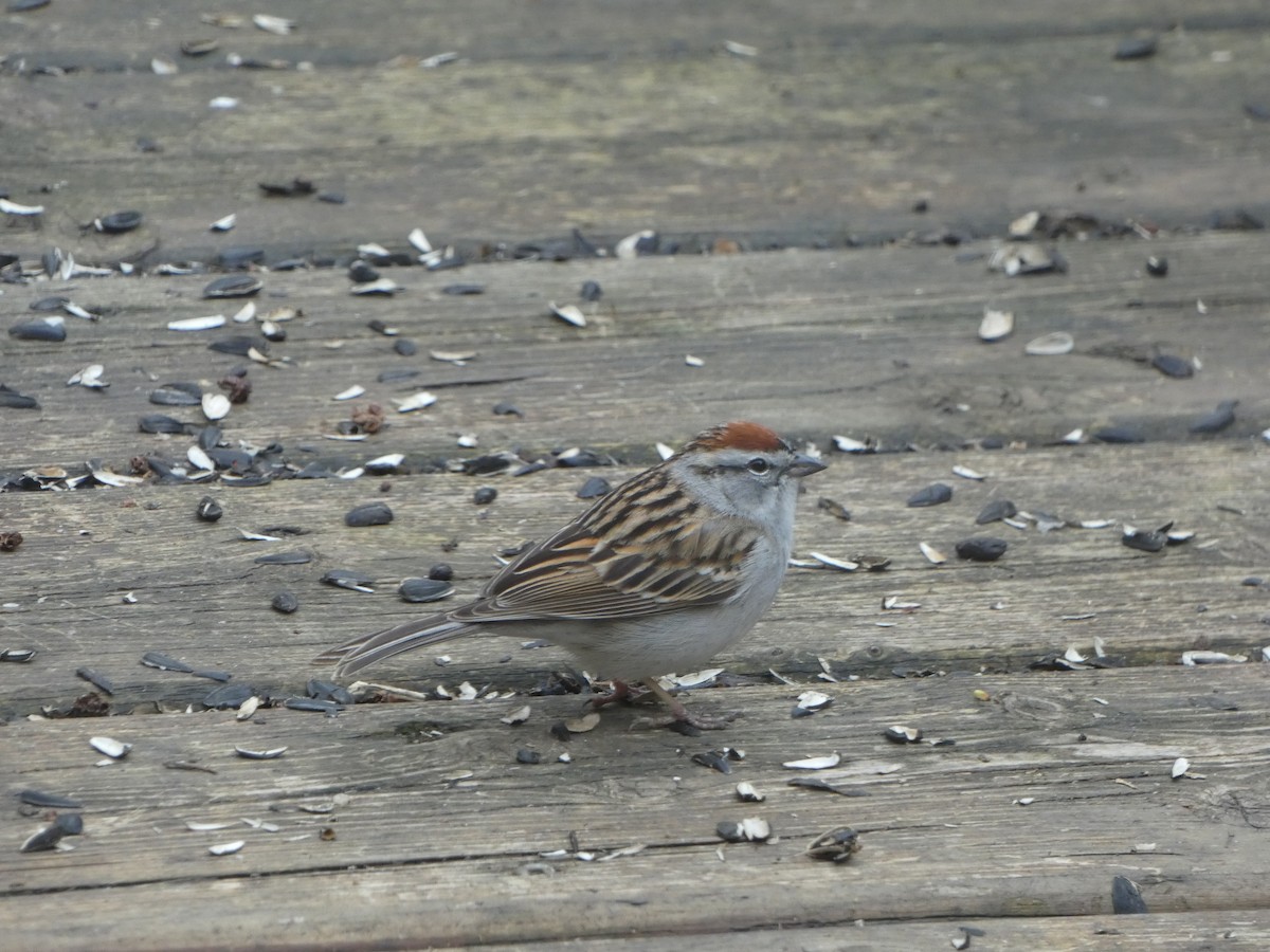 Chipping Sparrow - ML618744236