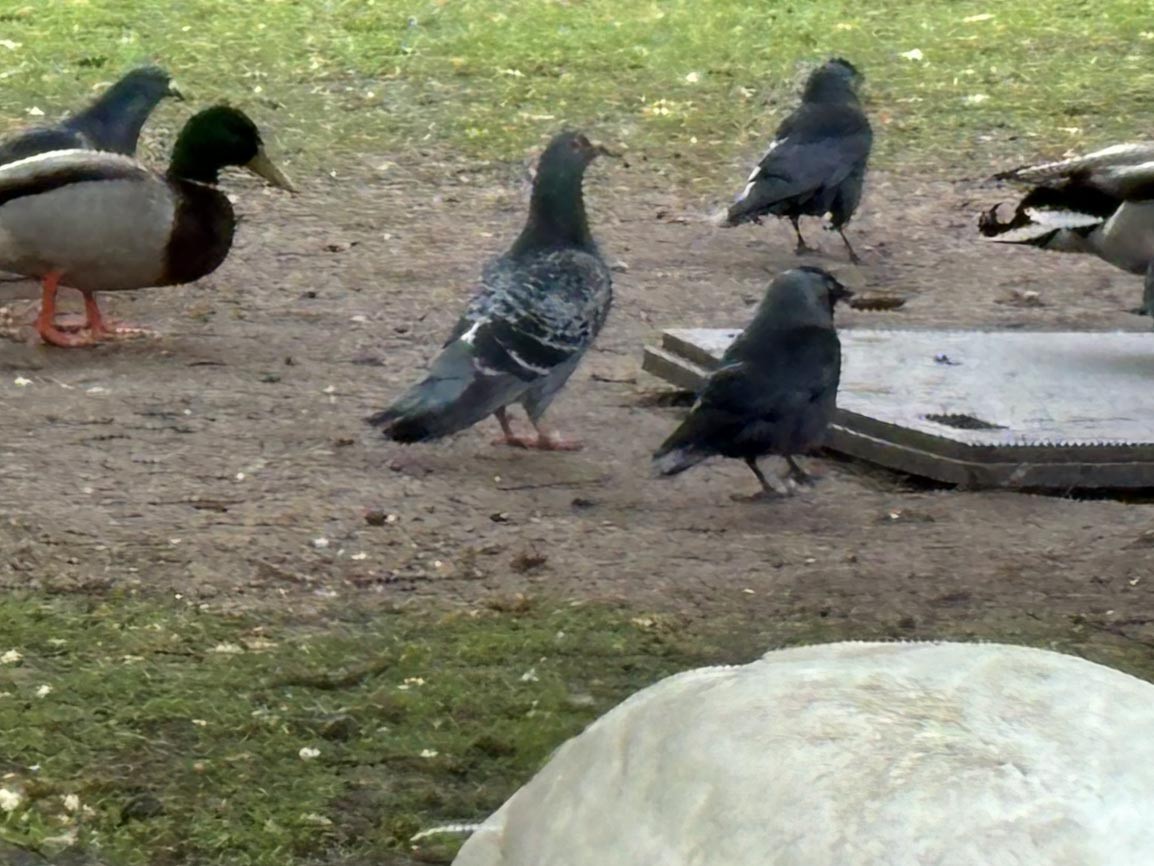Rock Pigeon (Feral Pigeon) - ML618744267