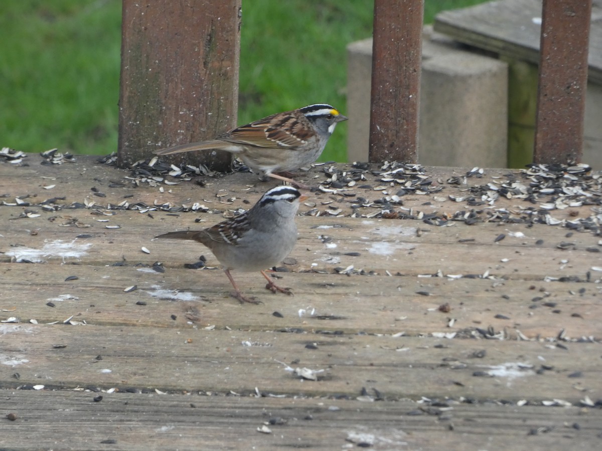White-crowned Sparrow - ML618744276