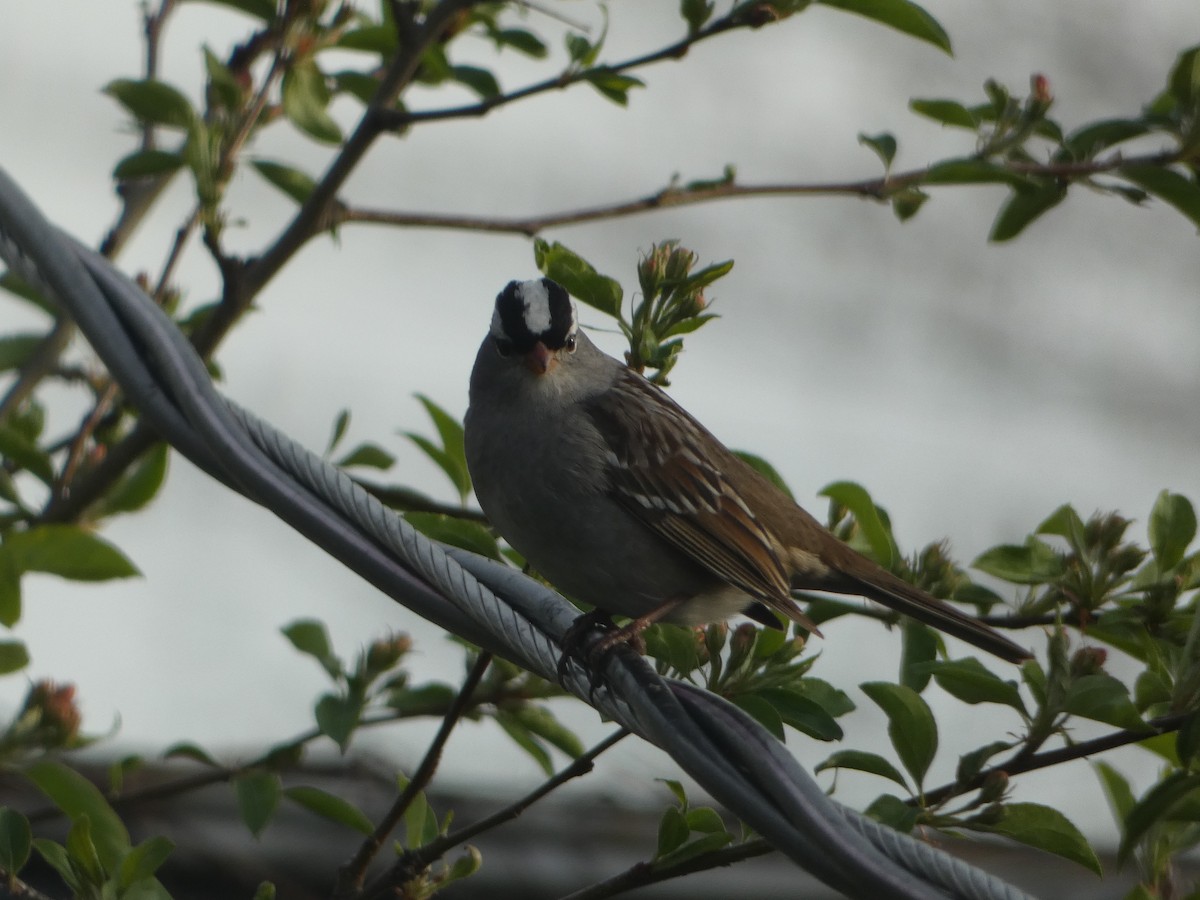 White-crowned Sparrow - ML618744277