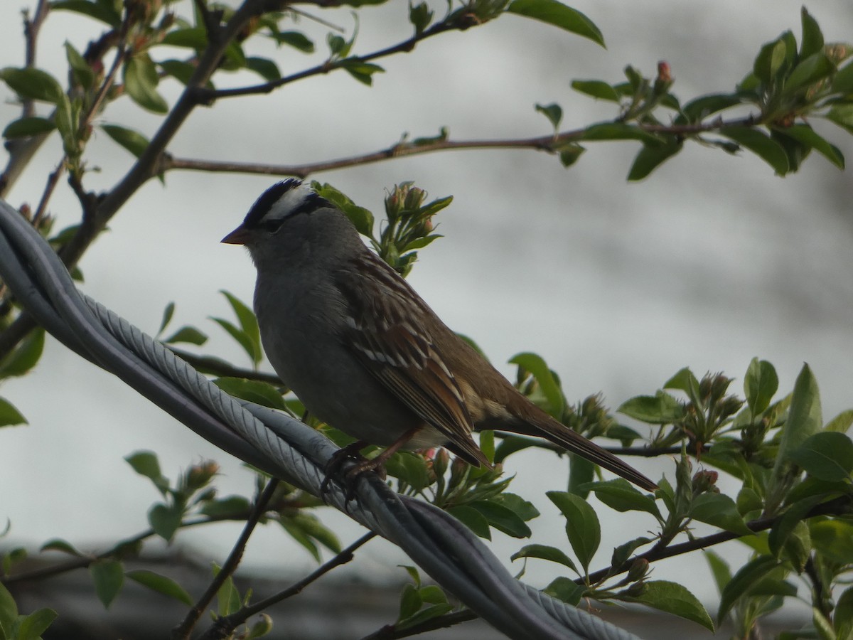 White-crowned Sparrow - ML618744278