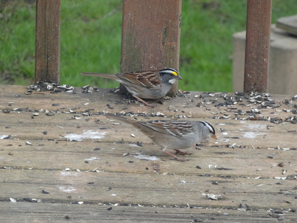 White-throated Sparrow - ML618744313