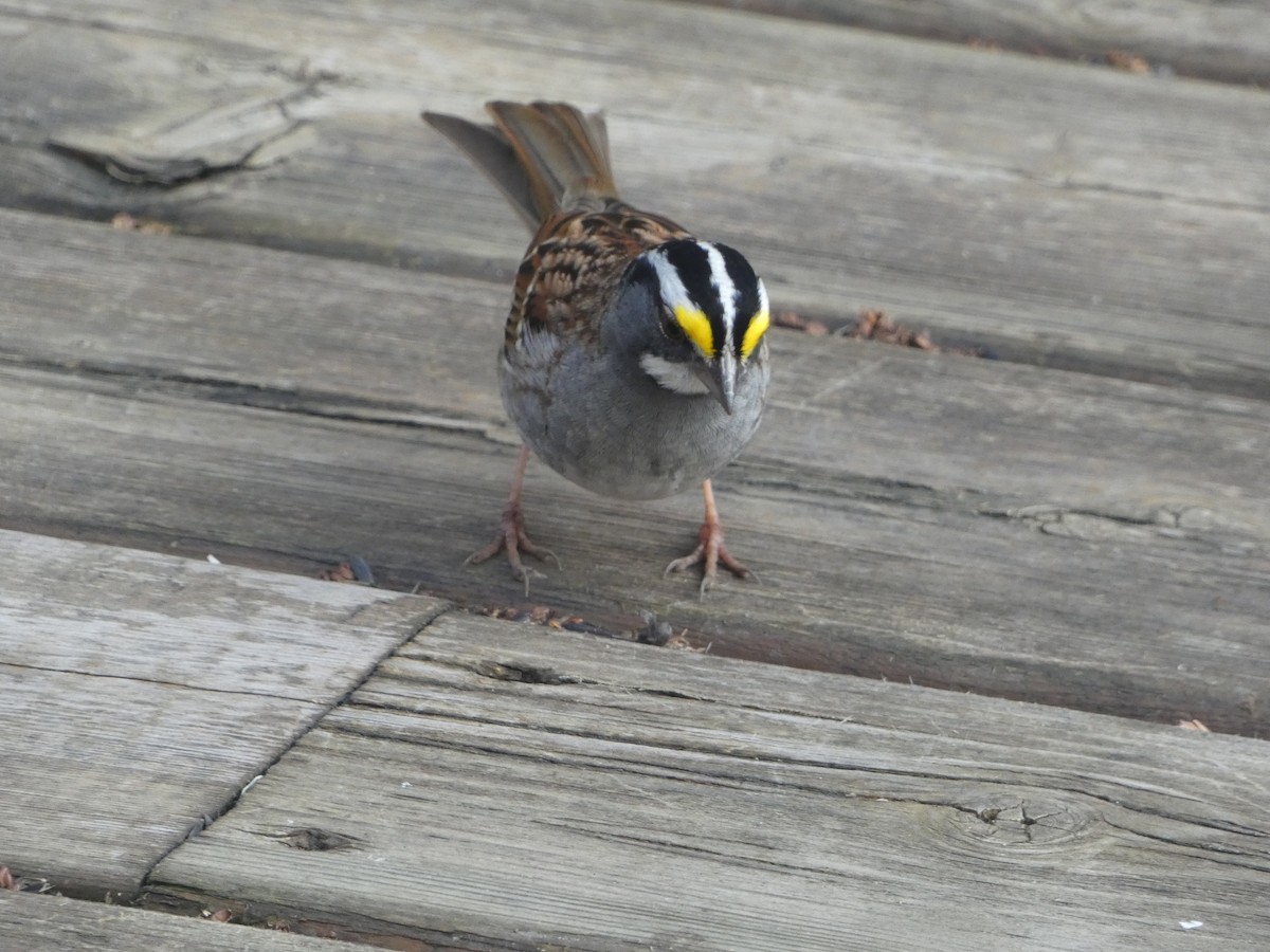 White-throated Sparrow - ML618744315