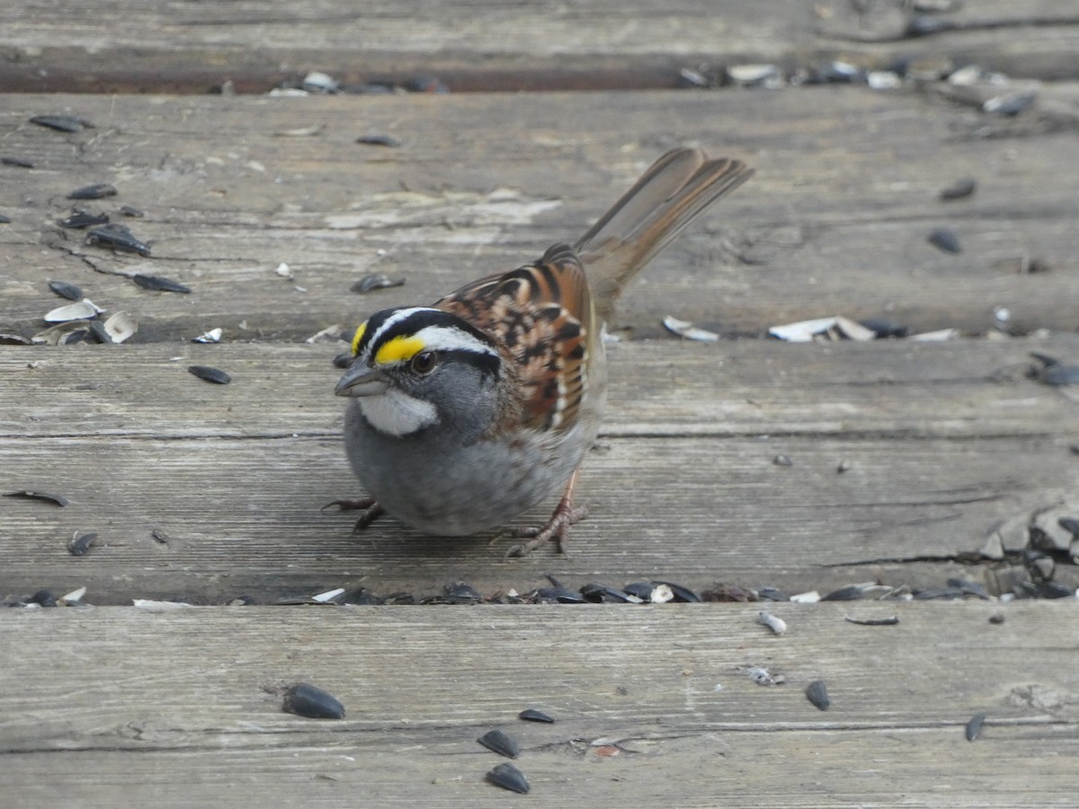 White-throated Sparrow - ML618744316