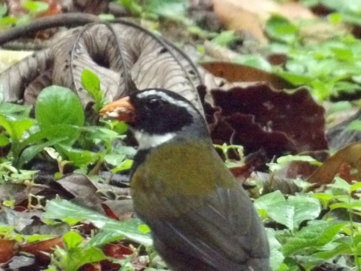 Orange-billed Sparrow - ML618744321