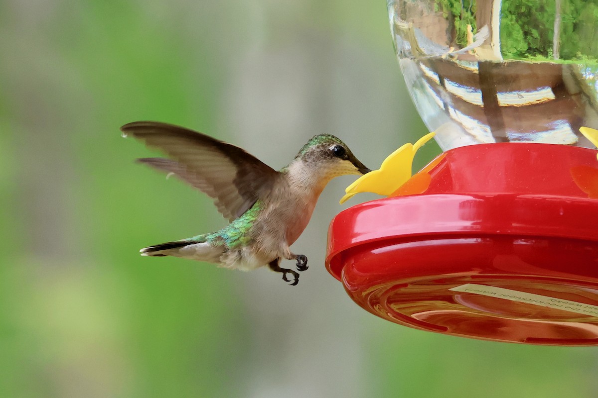 Ruby-throated Hummingbird - ML618744336