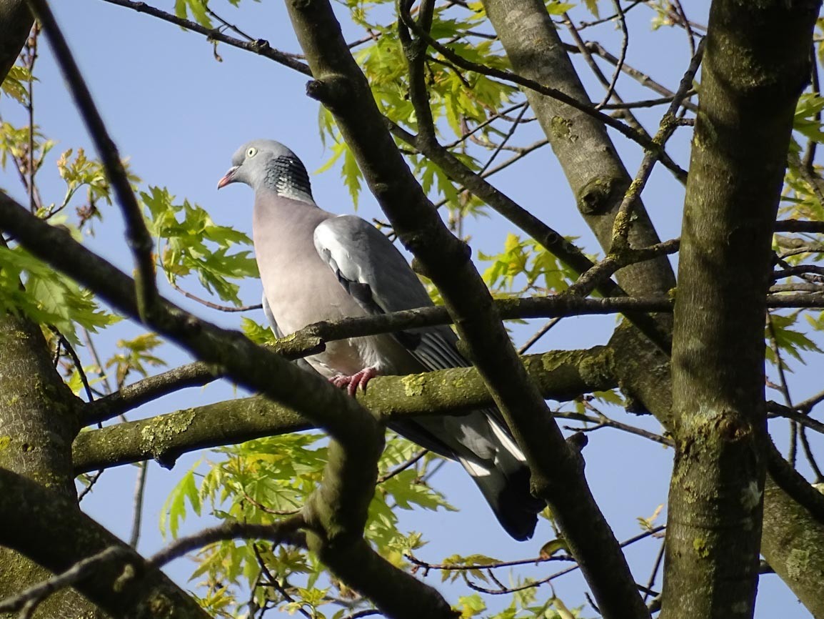 Common Wood-Pigeon - ML618744344
