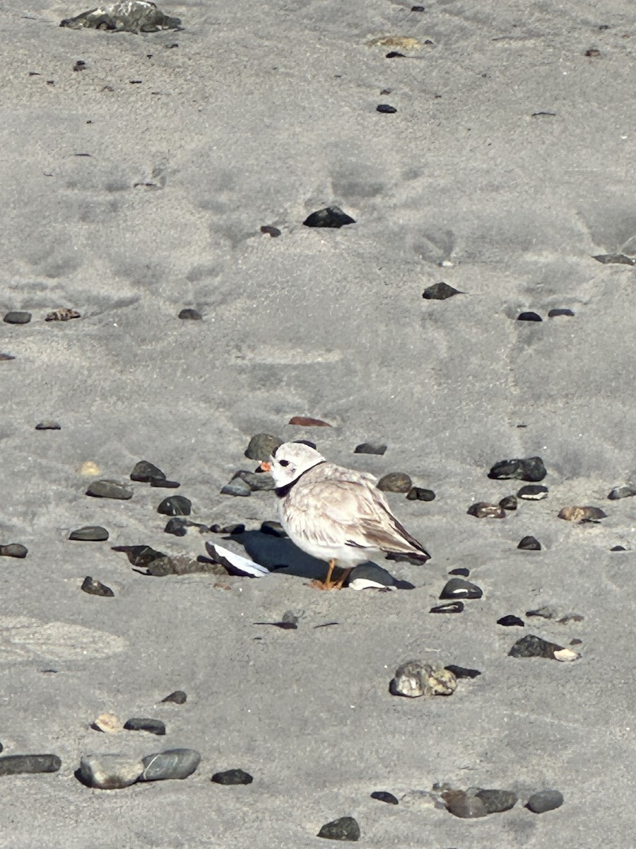 Piping Plover - ML618744350