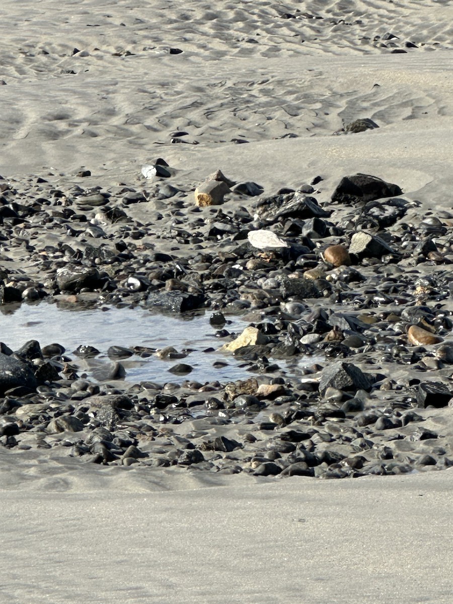 Piping Plover - ML618744351