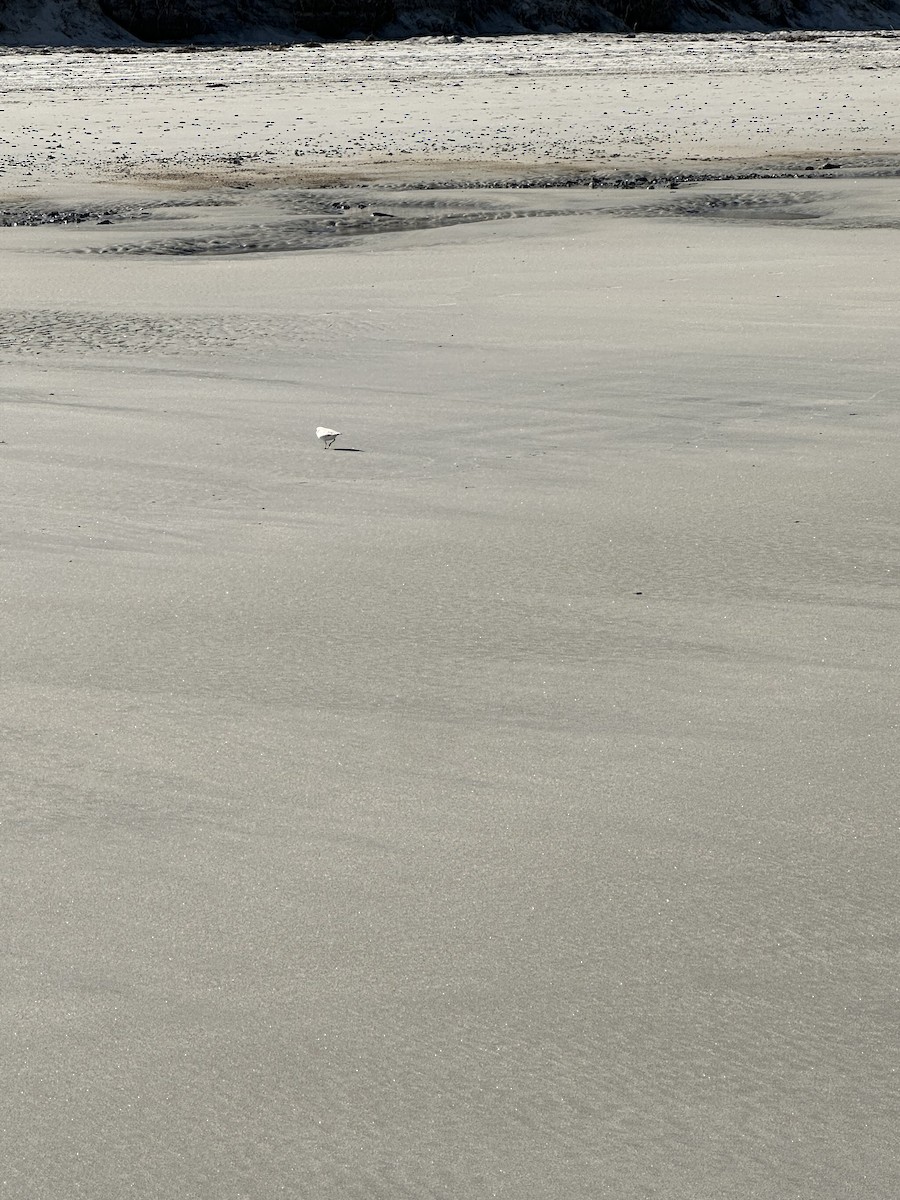 Piping Plover - ML618744355