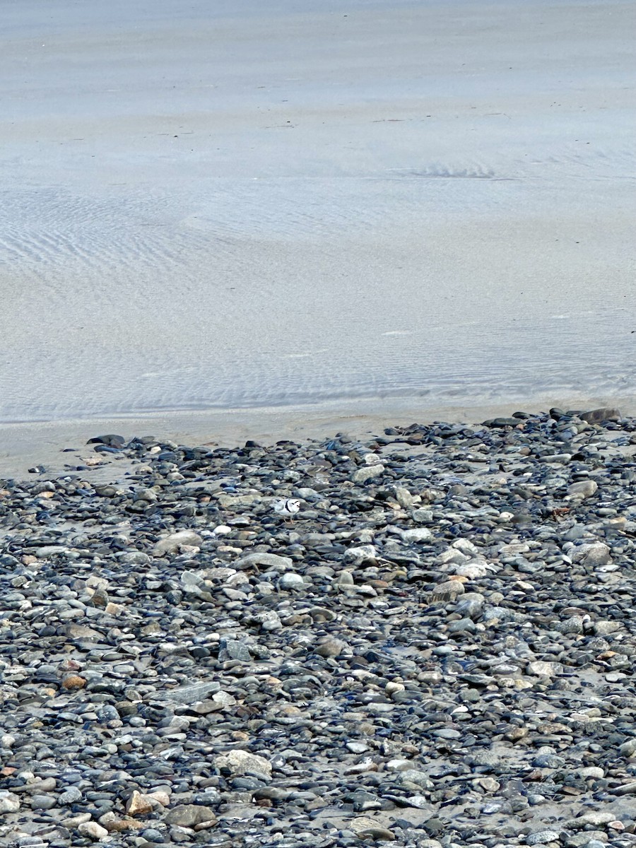 Piping Plover - ML618744388