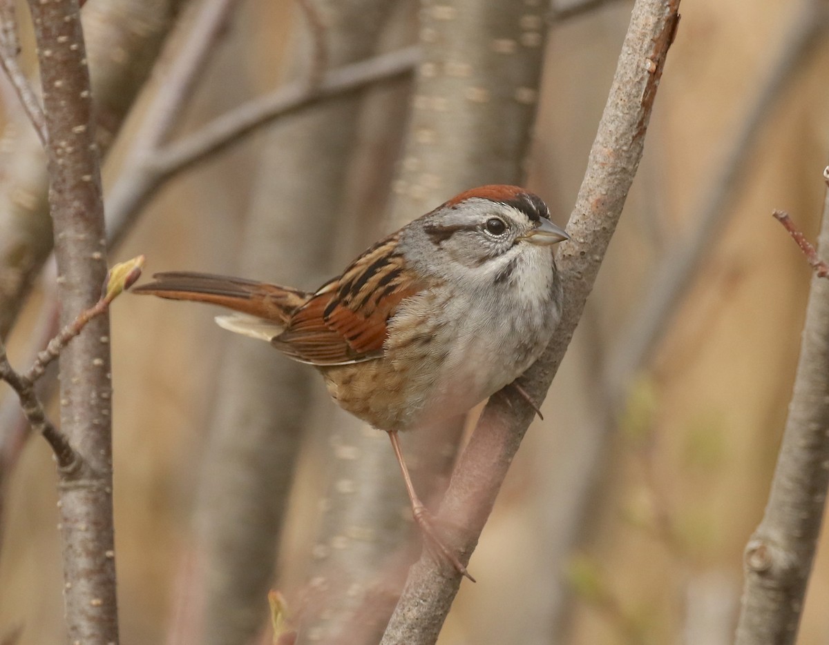Swamp Sparrow - ML618744389