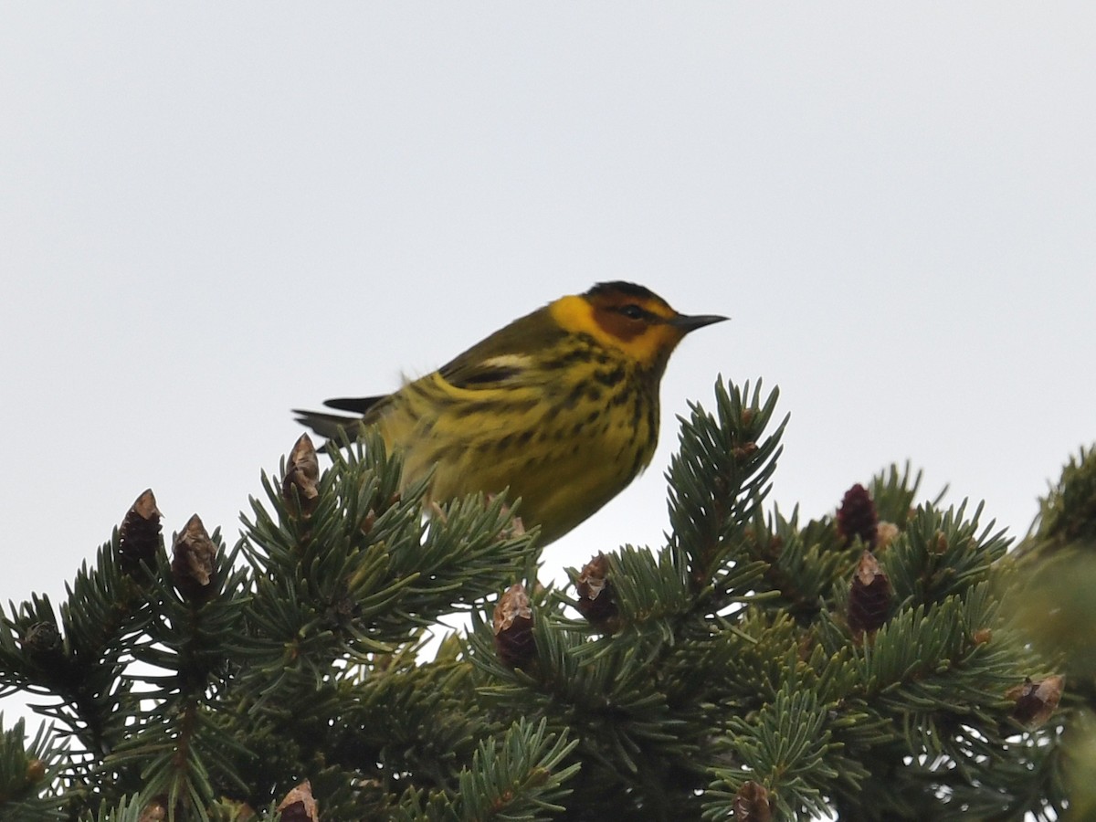 Cape May Warbler - ML618744411