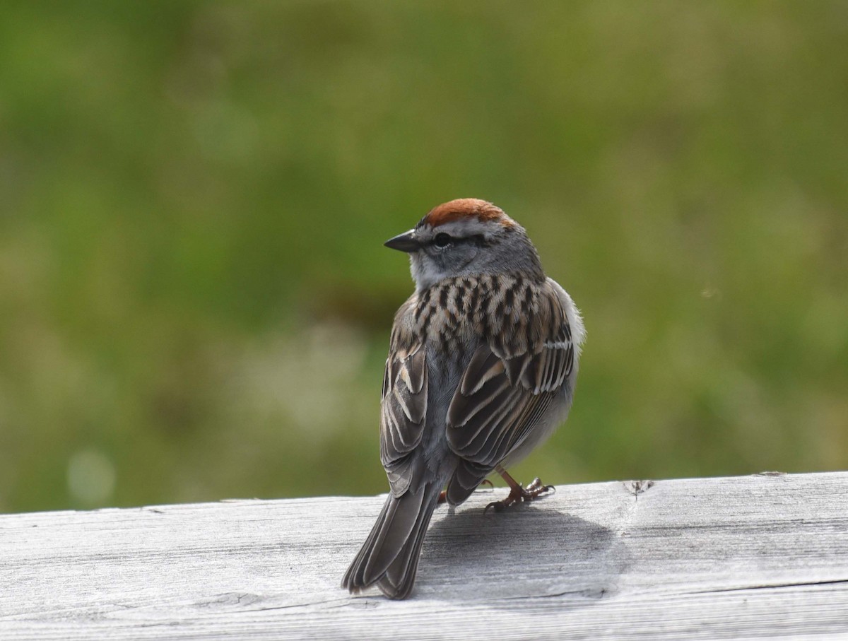 Chipping Sparrow - ML618744418