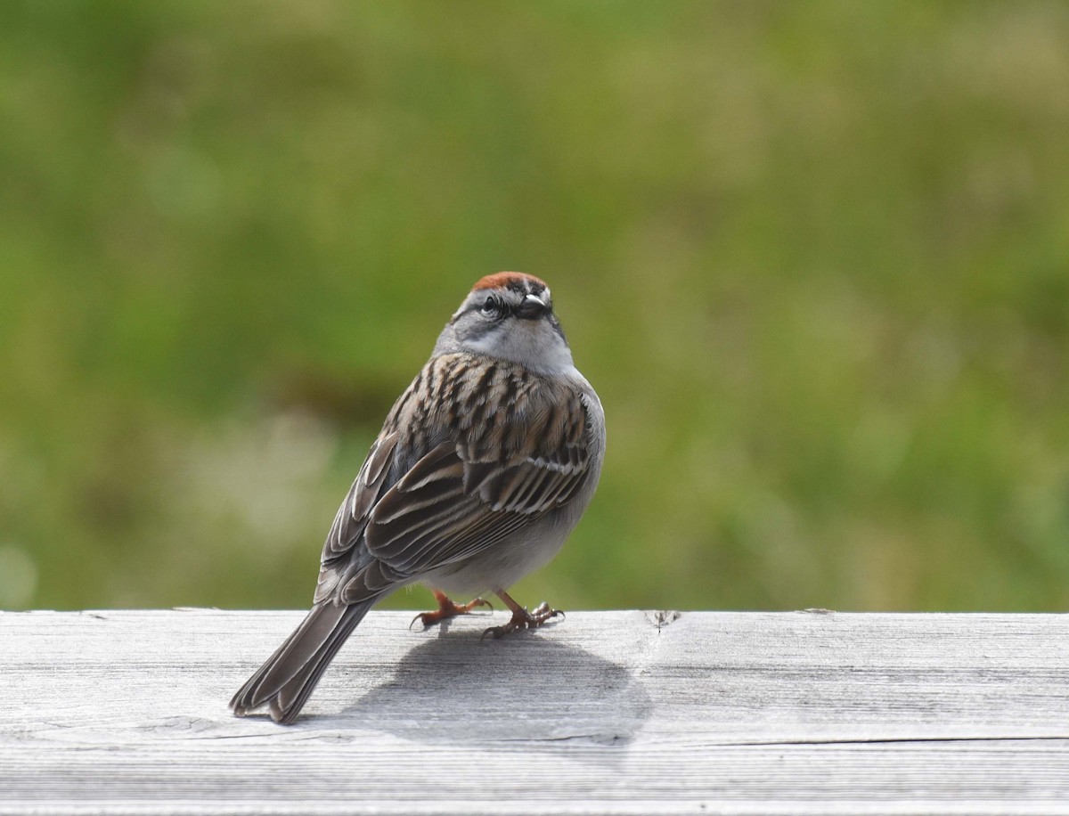 Chipping Sparrow - ML618744420
