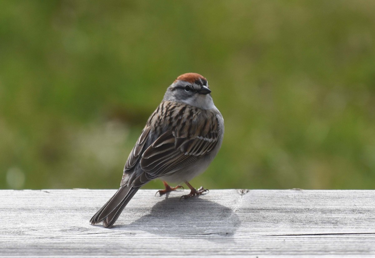 Chipping Sparrow - ML618744421