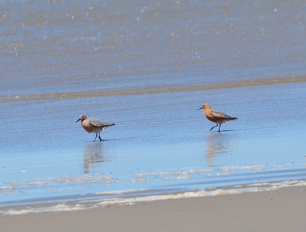 Red Knot - ML618744428