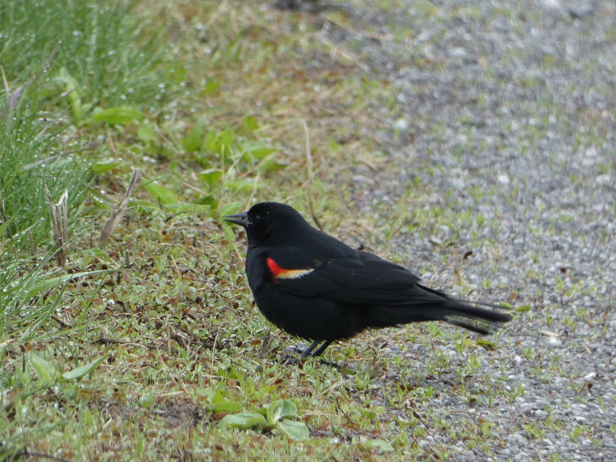 Red-winged Blackbird - ML618744430