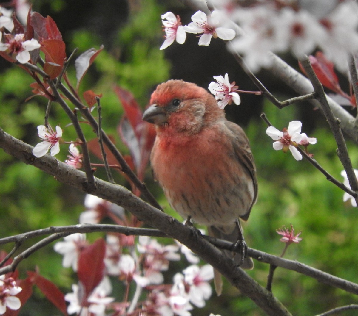 eBird Checklist - 9 May 2024 - 37th line Embro - 18 species