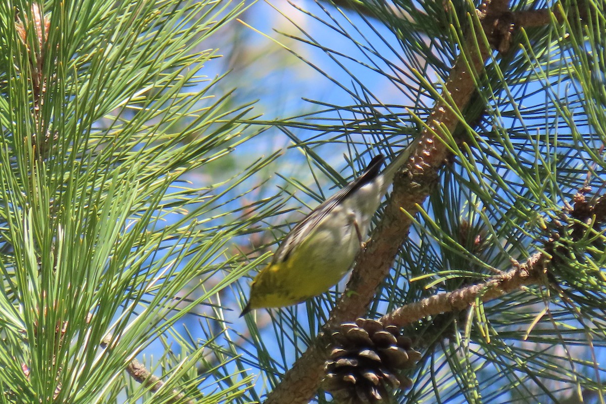 Pine Warbler - Lydia Nelson