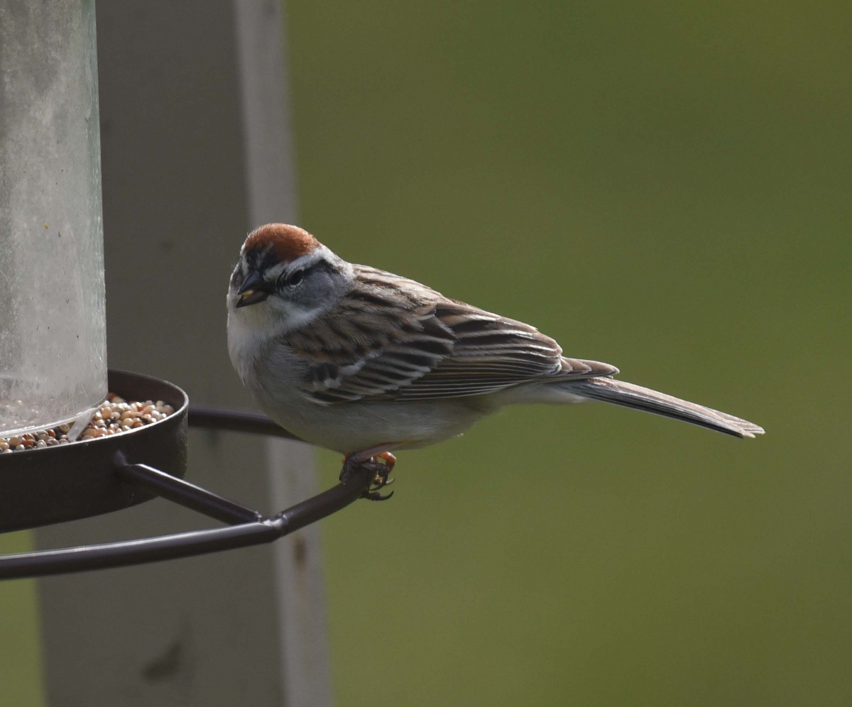 Chipping Sparrow - ML618744441