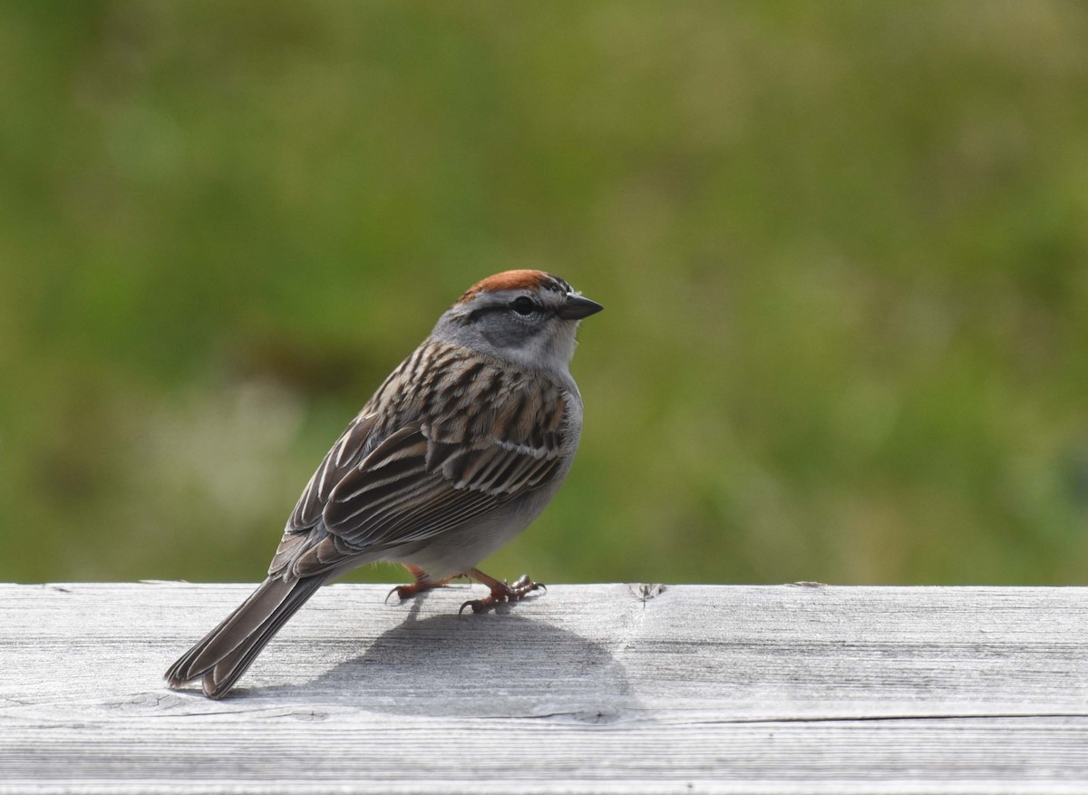 Chipping Sparrow - ML618744442