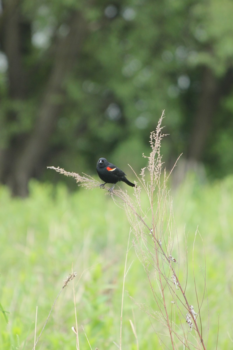 Red-winged Blackbird - ML618744473