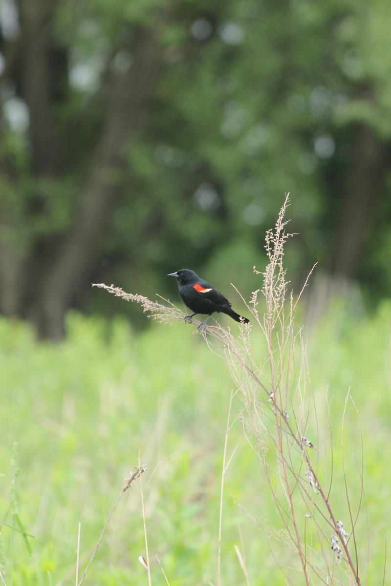 Red-winged Blackbird - ML618744474