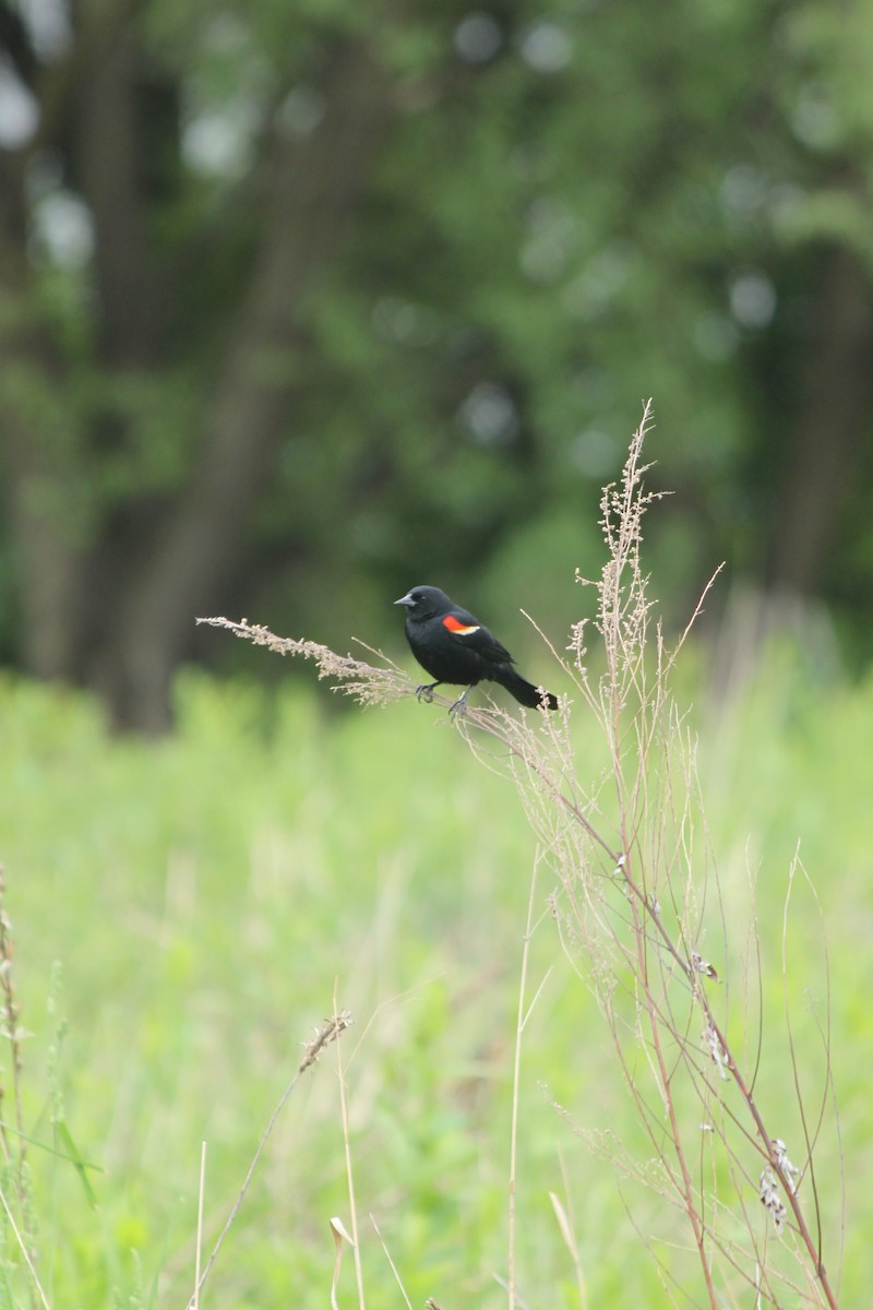 Red-winged Blackbird - ML618744475
