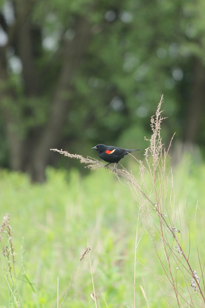 Red-winged Blackbird - ML618744476