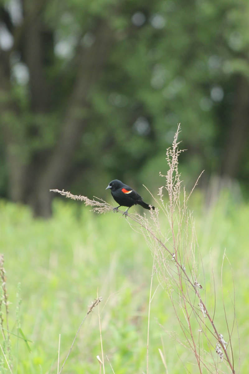 Red-winged Blackbird - ML618744477