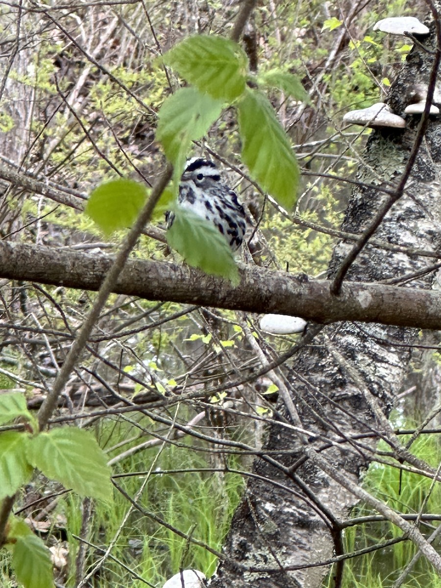 Black-and-white Warbler - ML618744568
