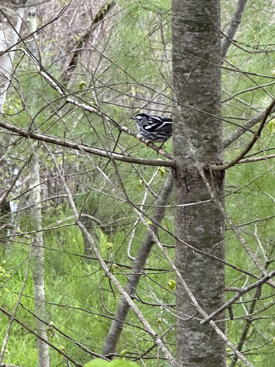 Black-and-white Warbler - ML618744569