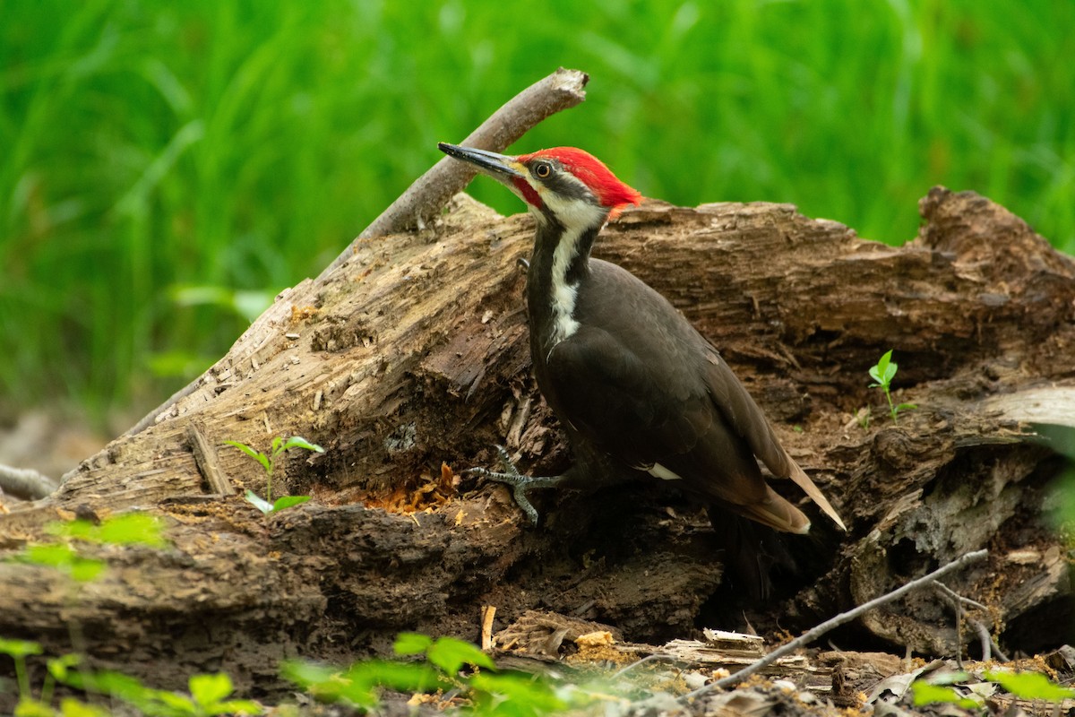 Pileated Woodpecker - ML618744581