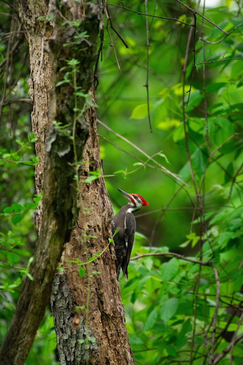 Pileated Woodpecker - ML618744582