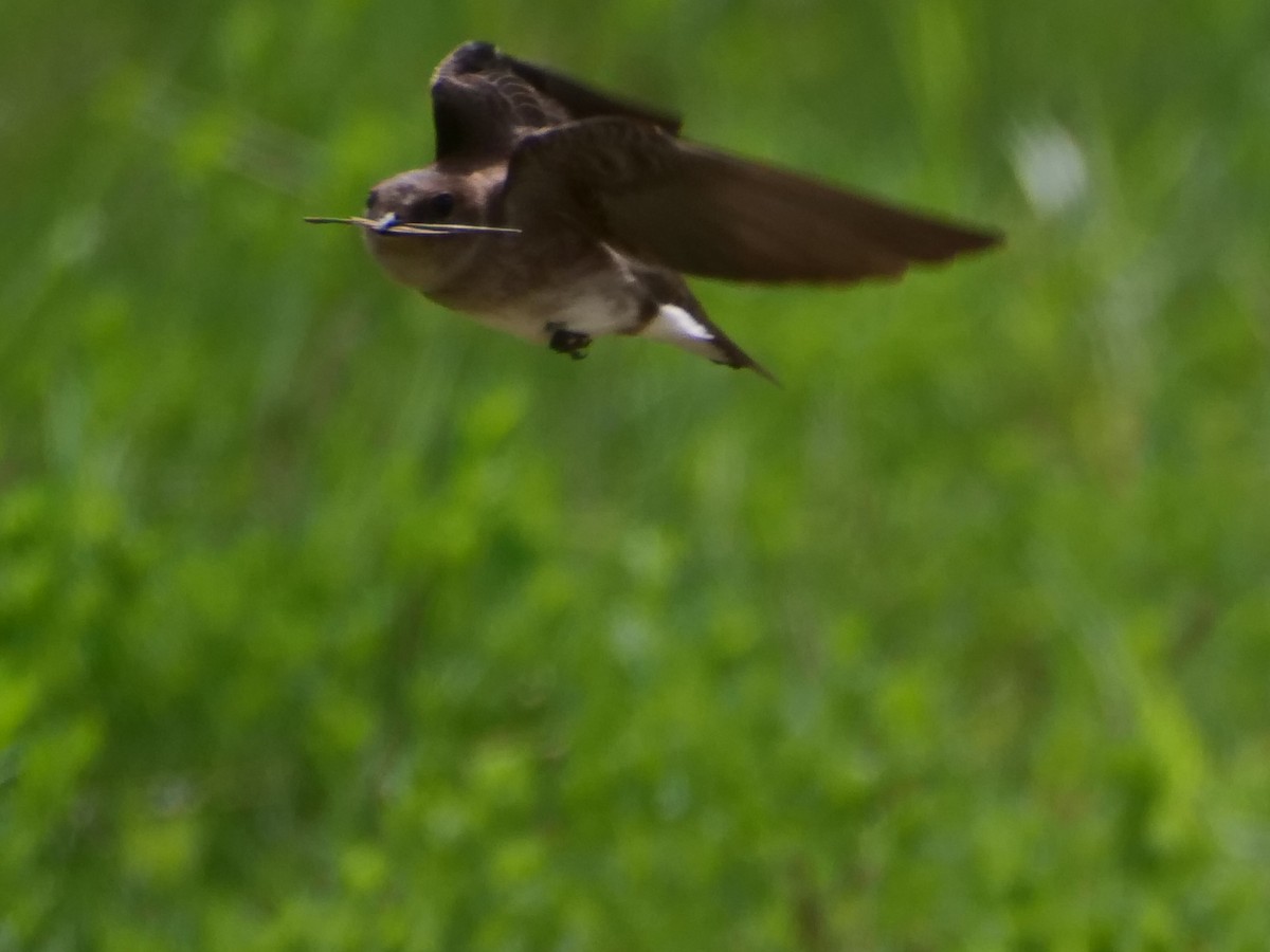 Northern Rough-winged Swallow - ML618744591