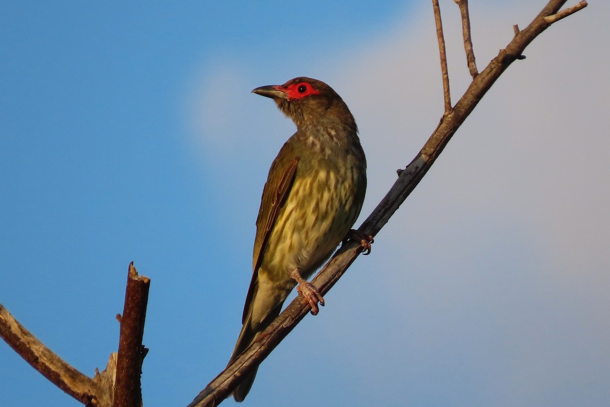 Australasian Figbird - ML618744594