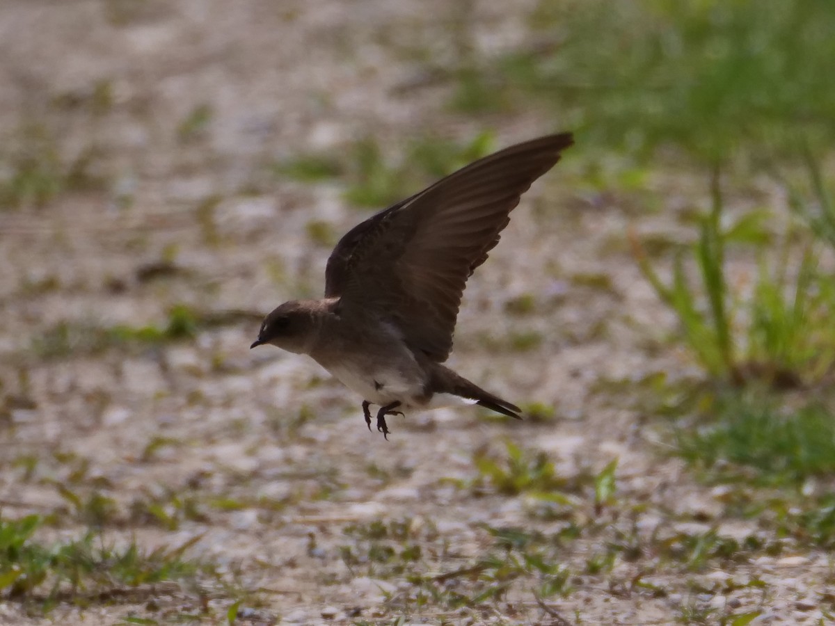Northern Rough-winged Swallow - ML618744613