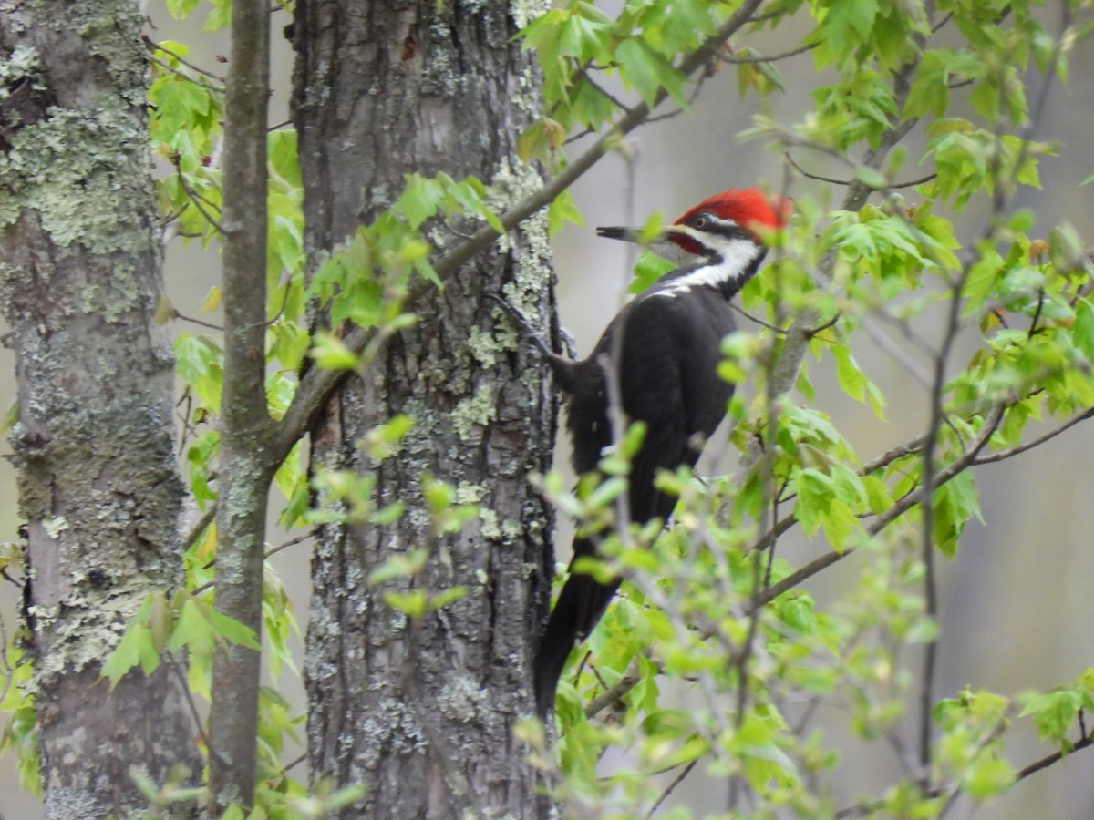 Pileated Woodpecker - ML618744639