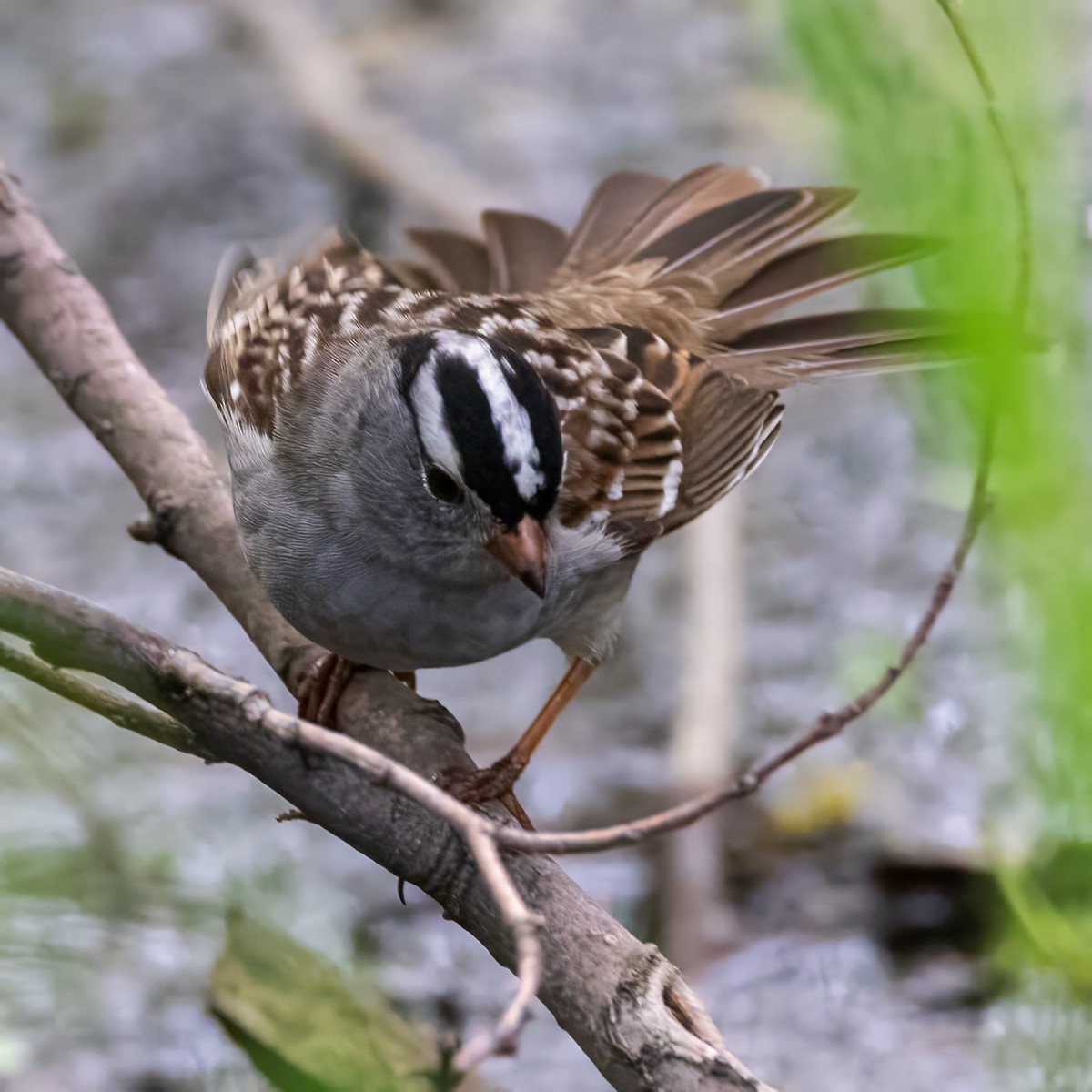 White-crowned Sparrow - ML618744664