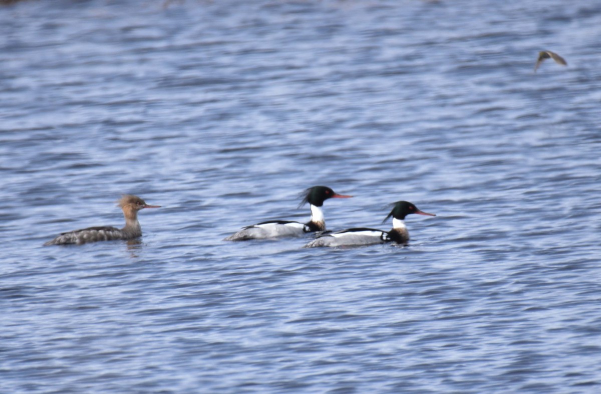Red-breasted Merganser - Kathy Marche